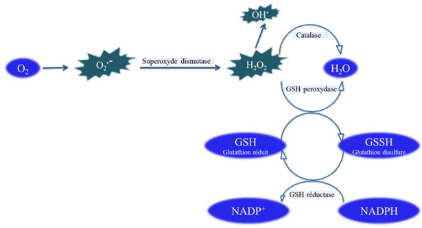 Schema delle difese antiossidanti enzimatiche