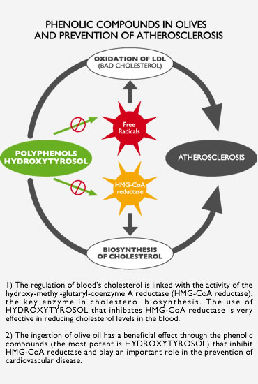 Phenolic compounds in olives and prevention of atherosclerosis